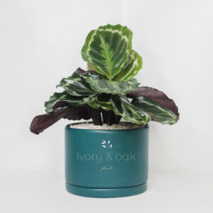 rose painted calathea in mariner green pot